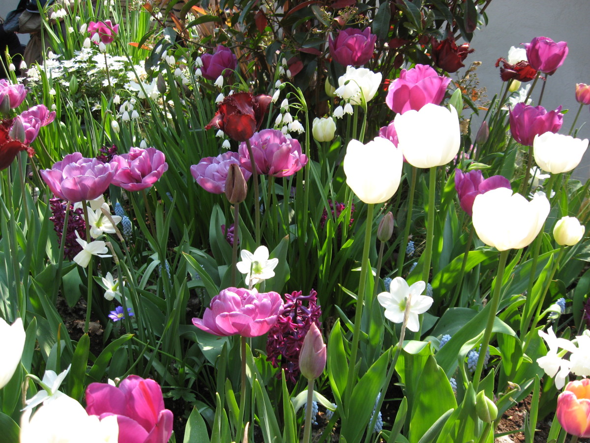 what-are-heirloom-flower-bulbs