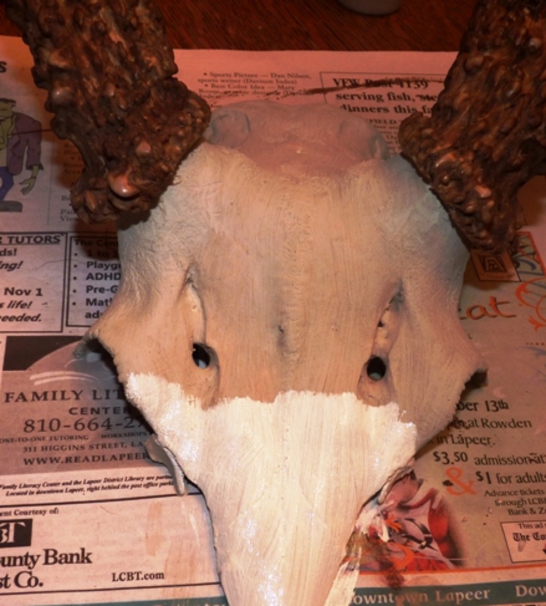 whitetail-european-style-skull-mount-the-basics