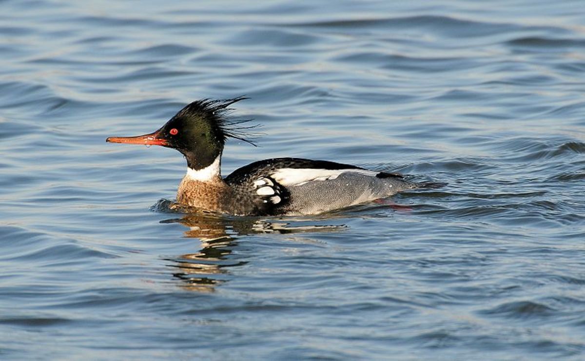 The adult male has a dark green head and reddish brown breast and neck. The double crest and darker colouring distinguish it from the goosander.