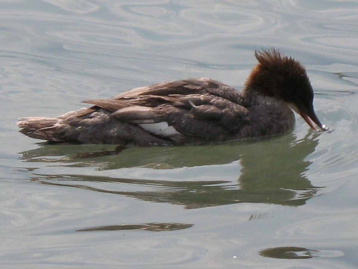The adult female has a shorter crest than the male and the brown colouring of the head merges into the neck and breast.