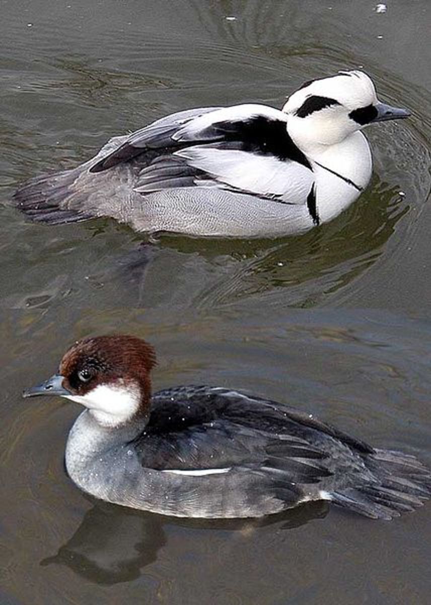 The drake's (above) plumage is all virtually all white with a distinct crest and a black nape band, and with black eye patches. The duck (below) has grey upper parts, a chestnut cap and white cheeks.