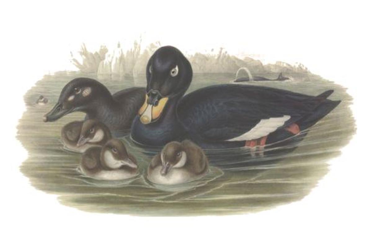 The drake (right) can be distinguished from the common scoter by his orange yellow bill and his large white wing patch. The female is all brown, with two pale face patches.