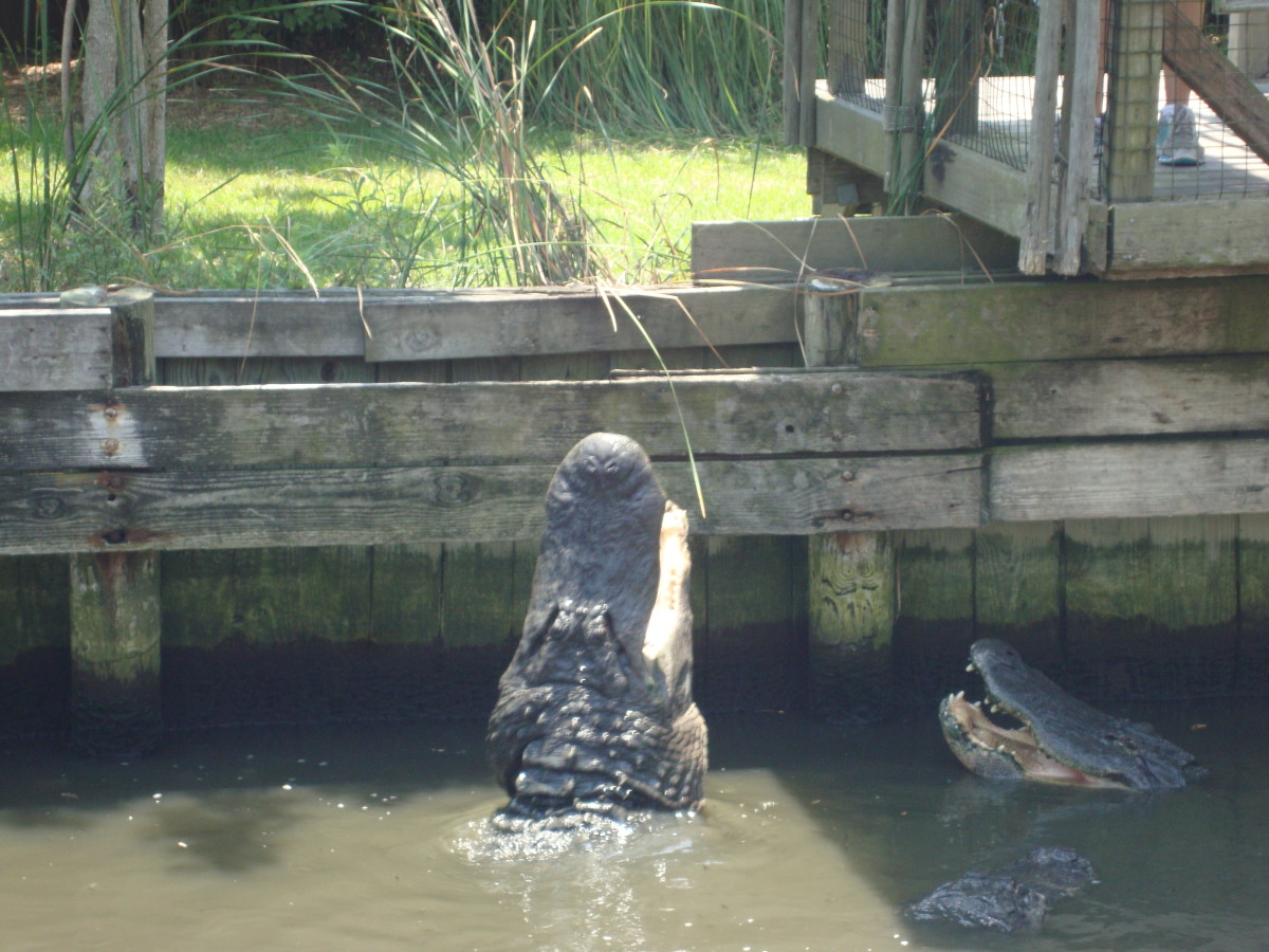 Several large crocodiles being fed.