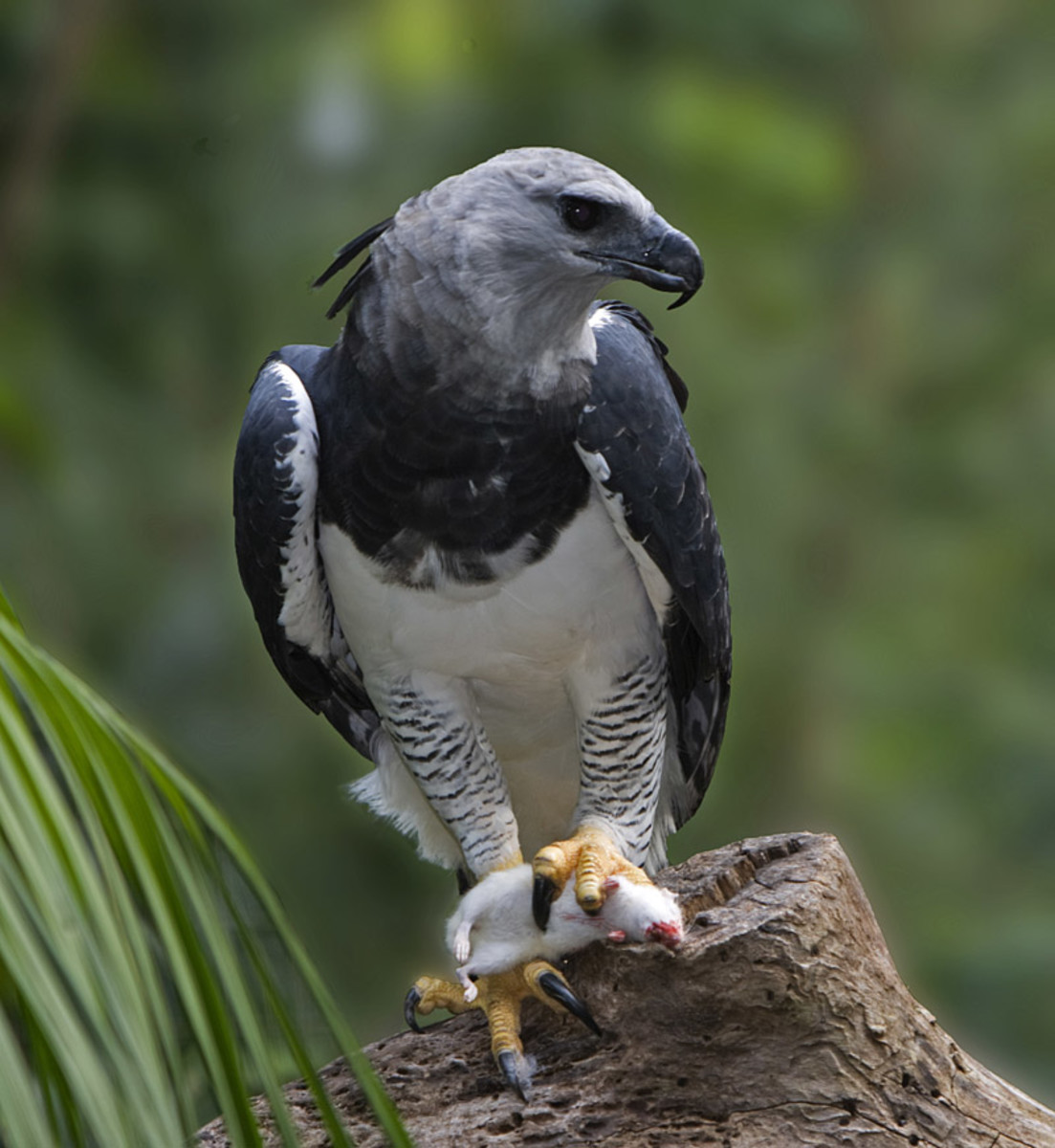 Everything You Wanted to Know About the Harpy Eagle