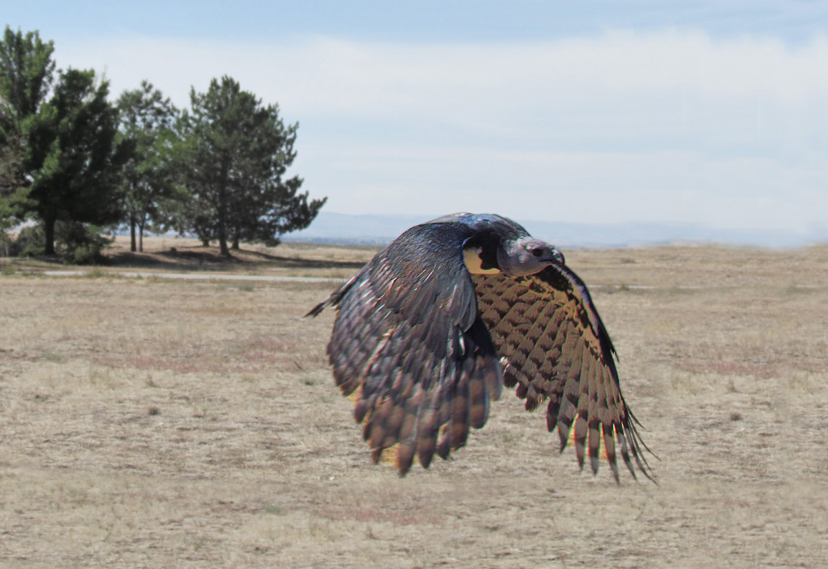 The Harpy Eagle in flight