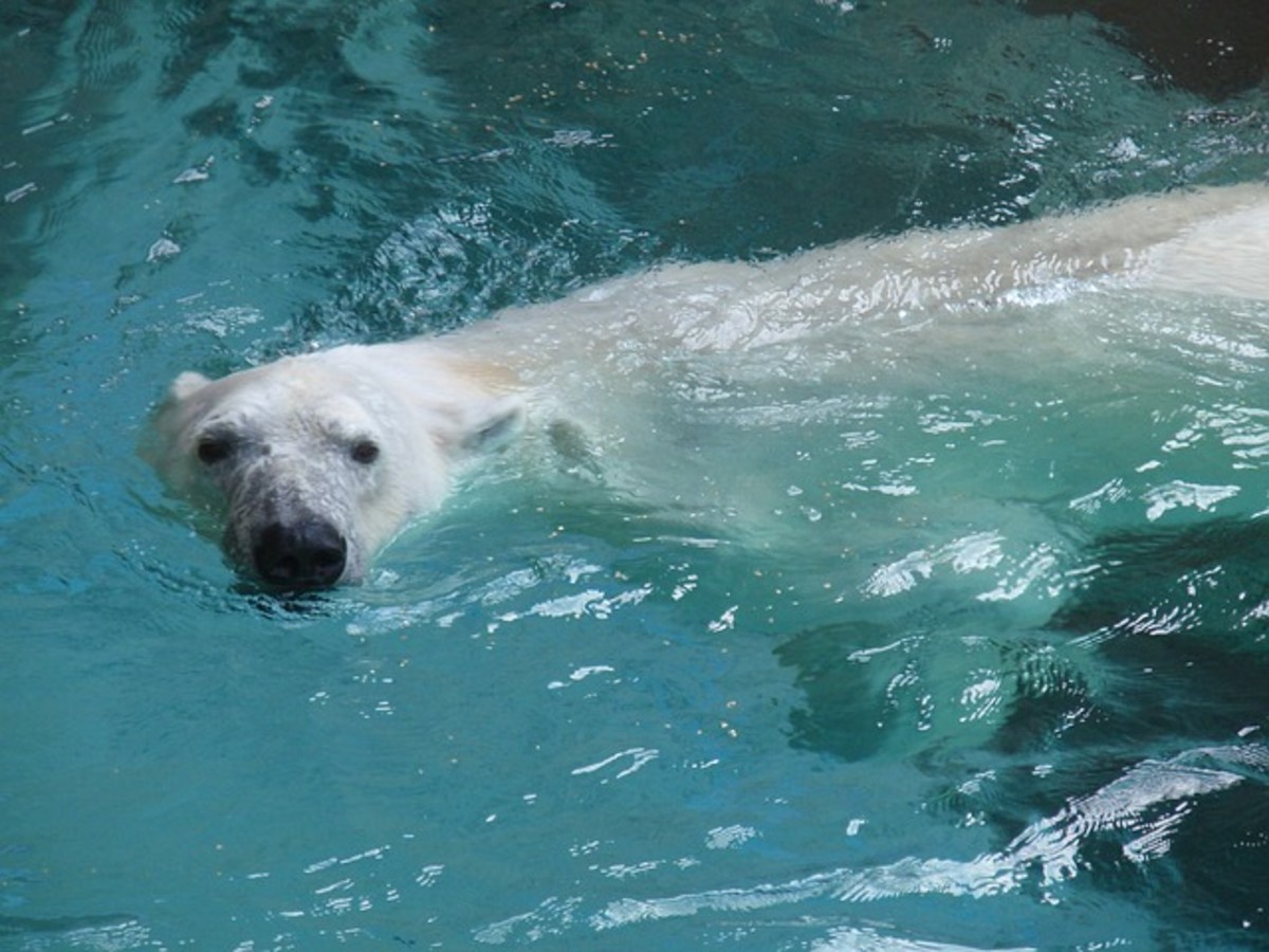 The fur of a polar bear made wet by the water.  What color does it appear to be when the polar  bear is under water?