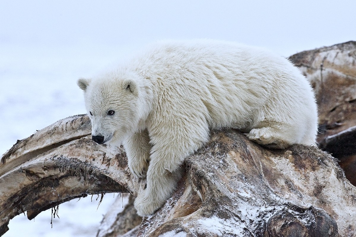 What Color is a Polar Bear's Fur?