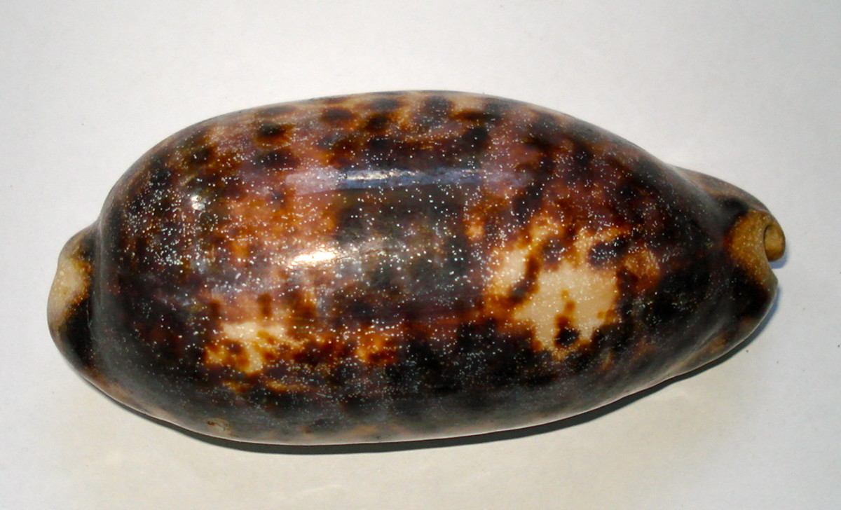 Tortoise Cowrie (C. testudinaria L.)