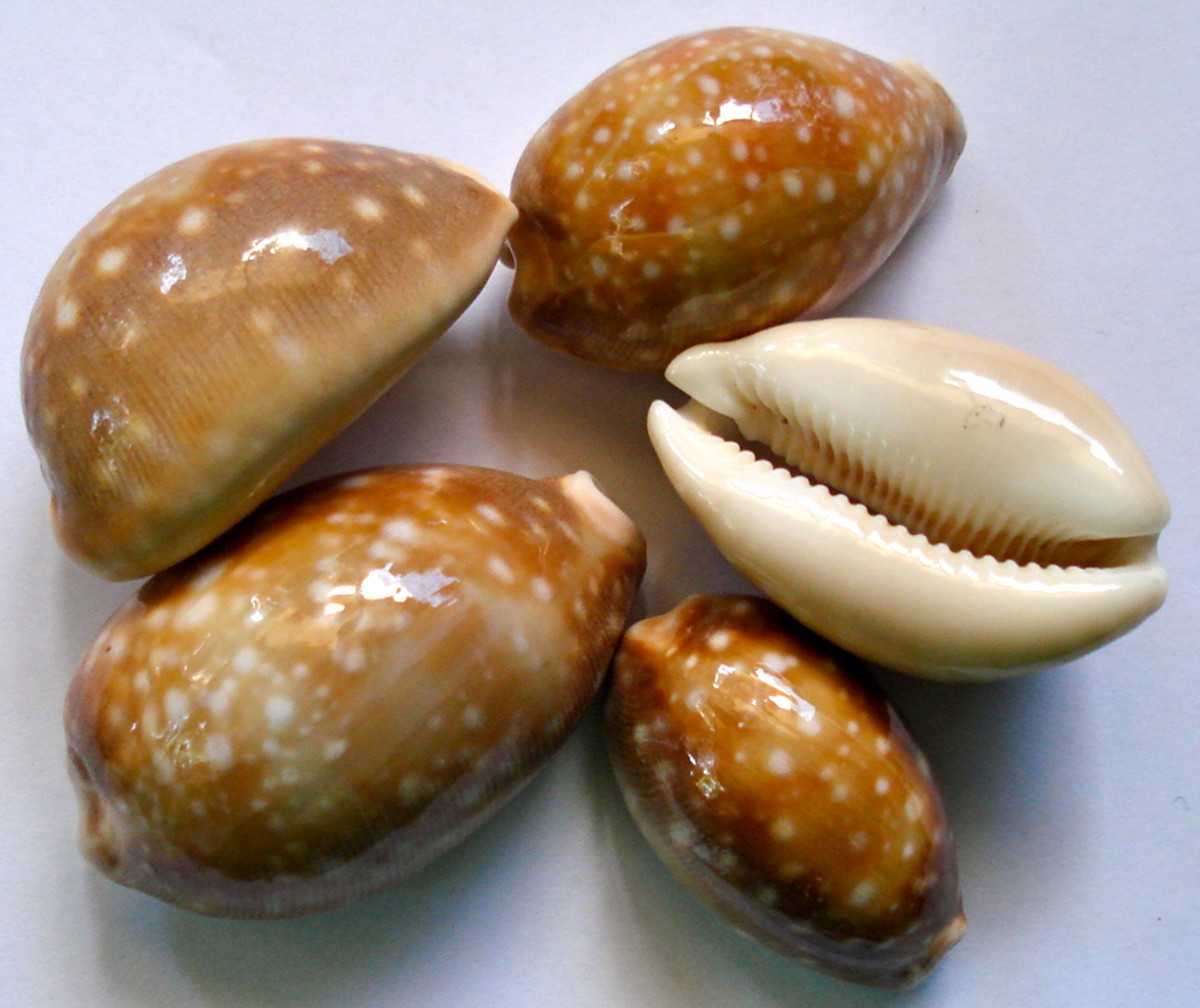 Cowrie Seashells - HubPages