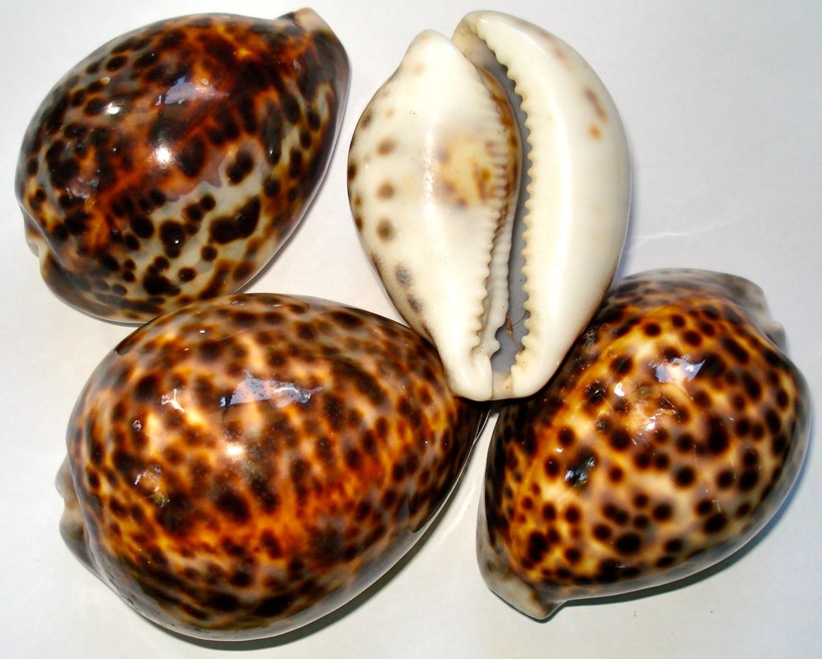 Cowrie Seashells