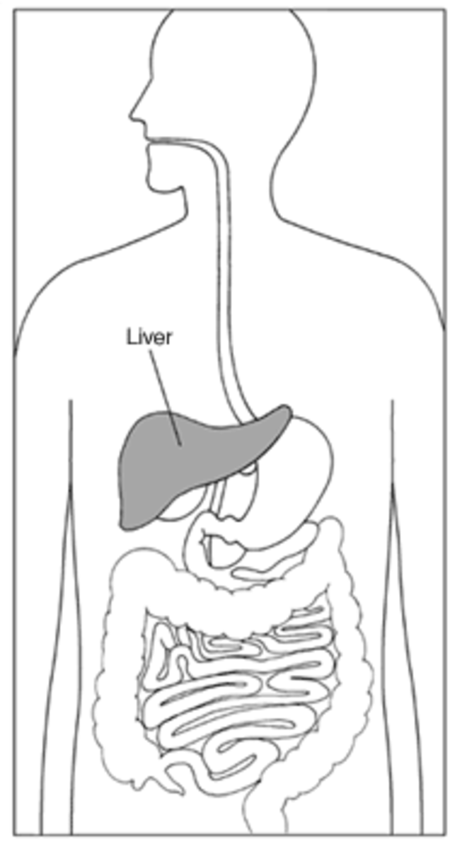 Liver Health--Liver anatomy