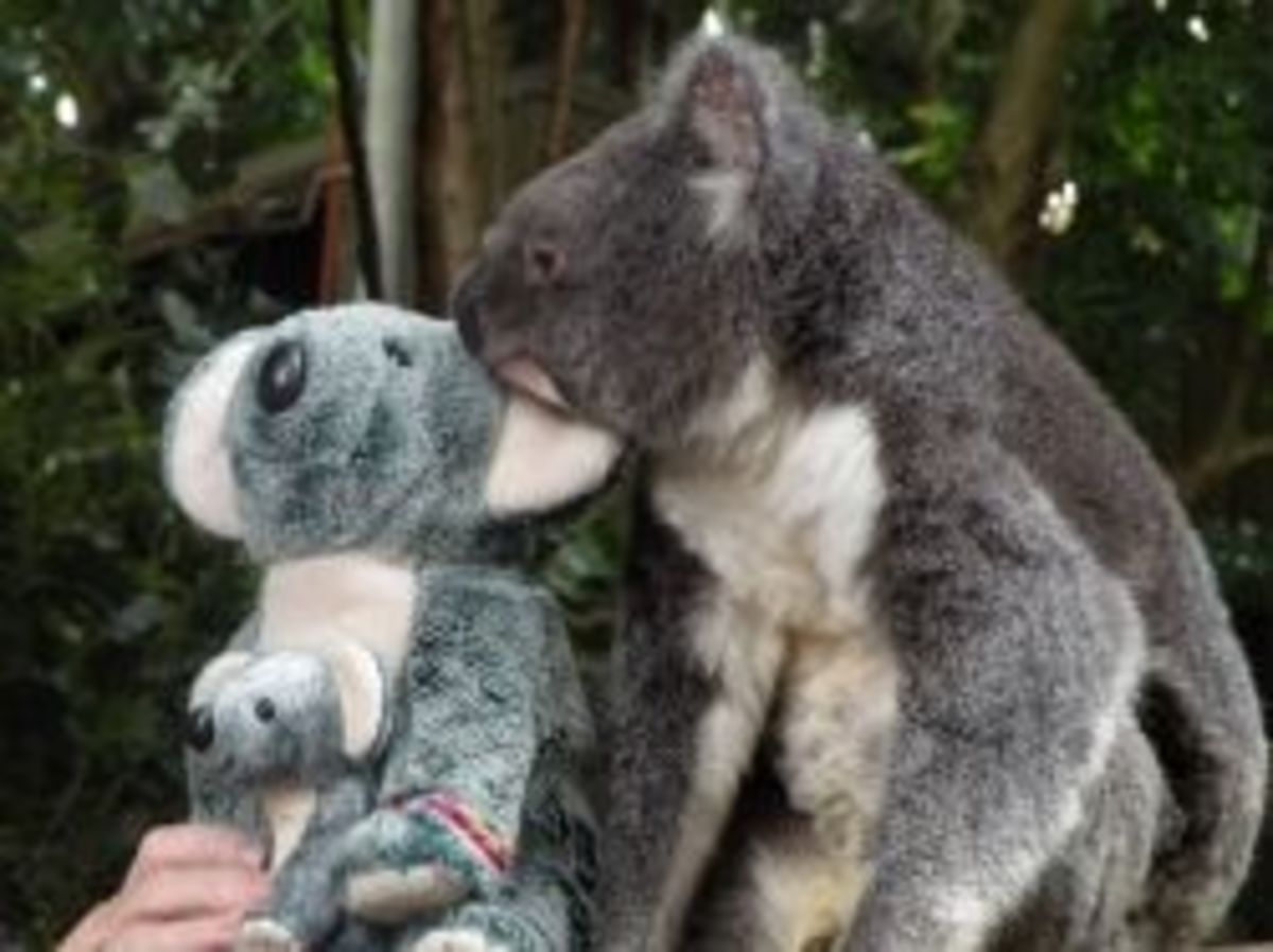 koalas-sleepy-critters-but-still-adorable