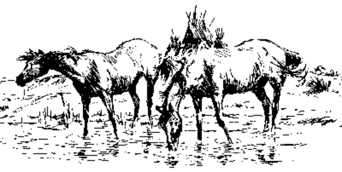 horserubberstamps