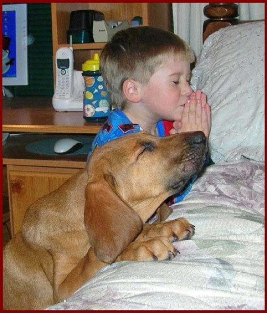 A boy and his best friend, his dog, praying.