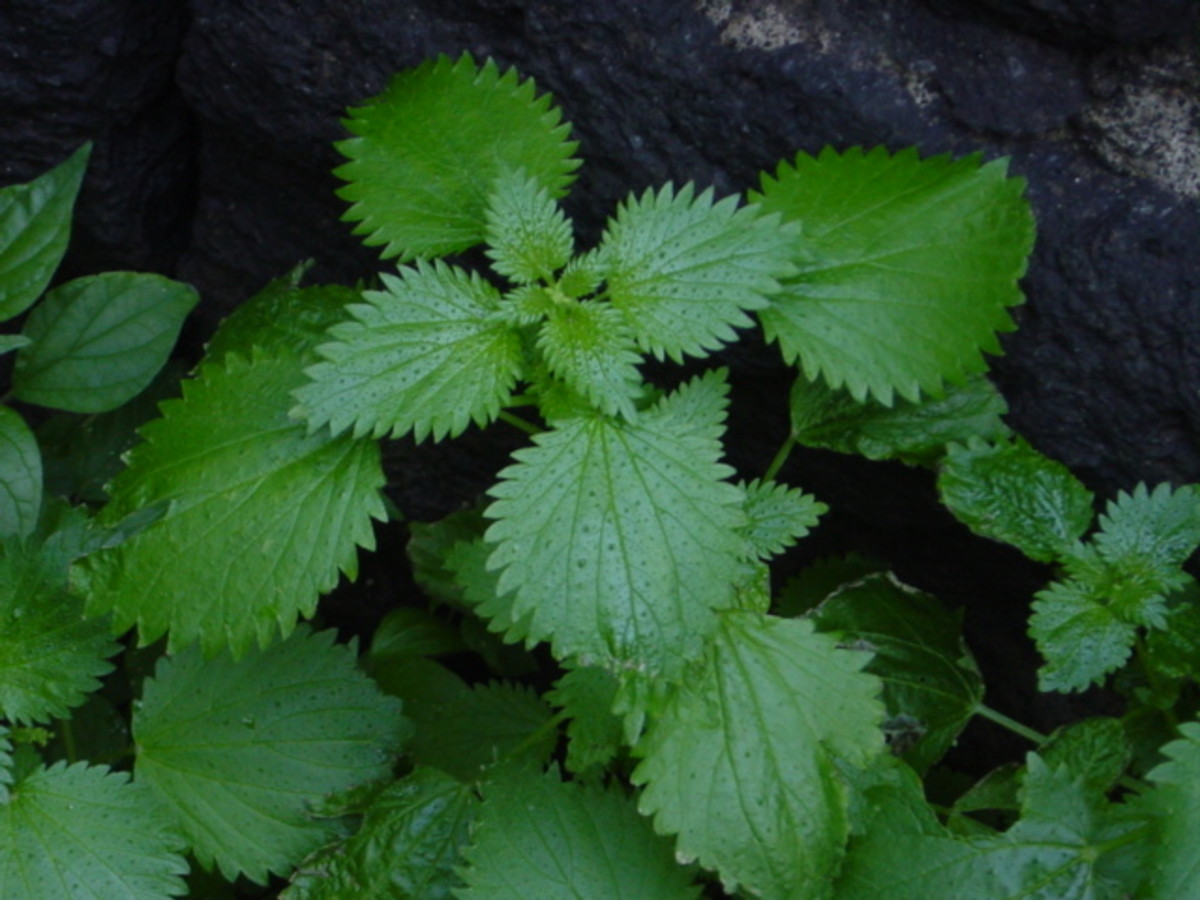 nettles are easily found along country roads and in forests in springtime.