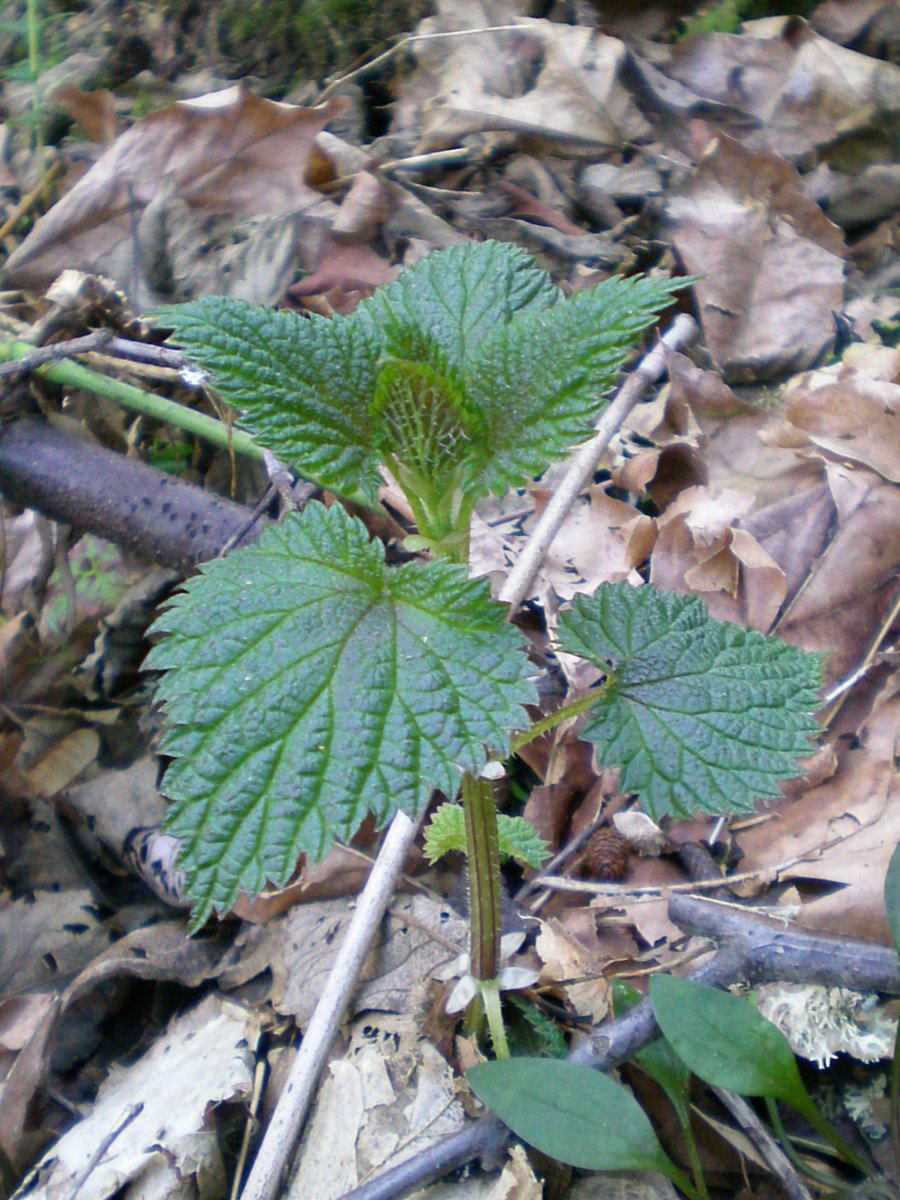 a young red tinted american stinging nettle common in woodlands and countryside.