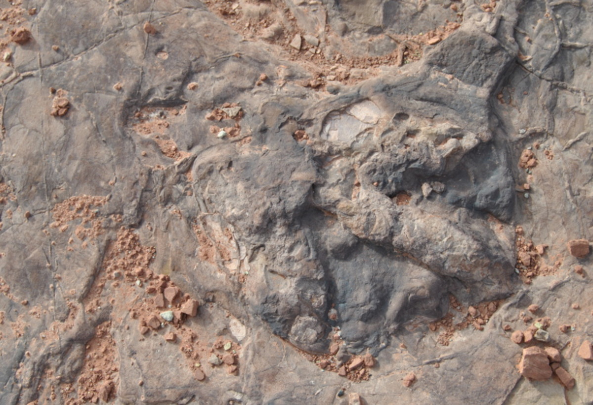 A large dinosaur track displayed outside the museum.
