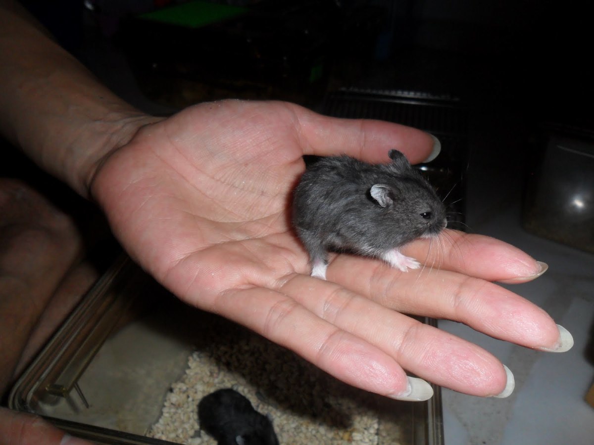 Baby Black Bear Hamster. Black Bear Hamsters are a color phase of Syrian Hamsters.