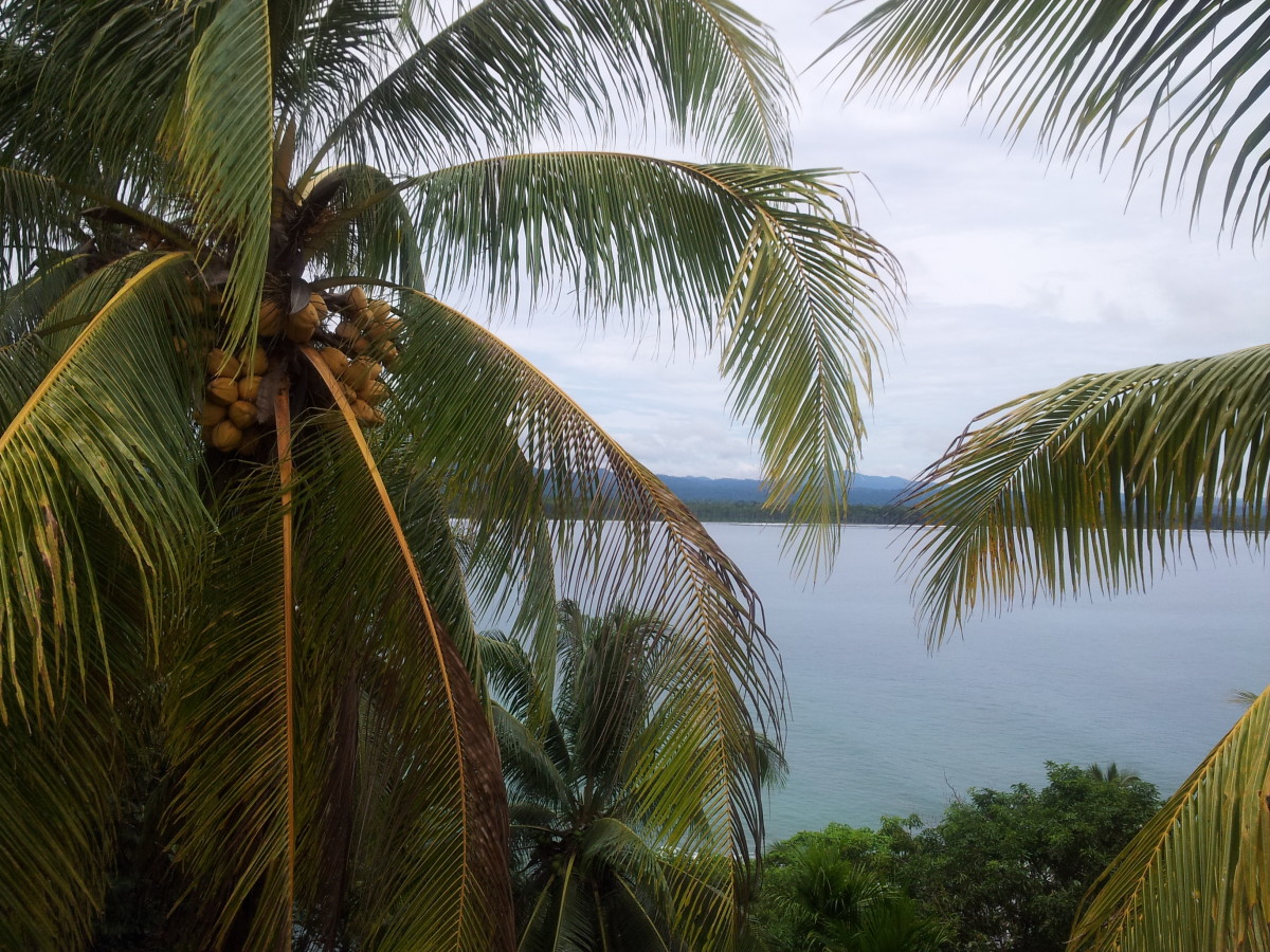 Coconut Palm Tree - Wewak, East Sepik Province