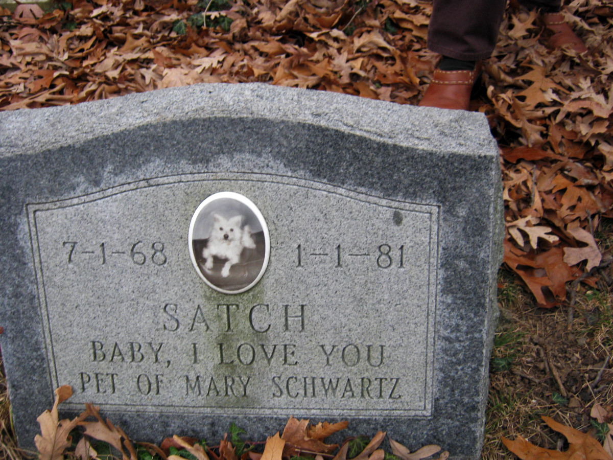 pet-cemetery-a-real-life-tale-of-a-neglected-animal-graveyard