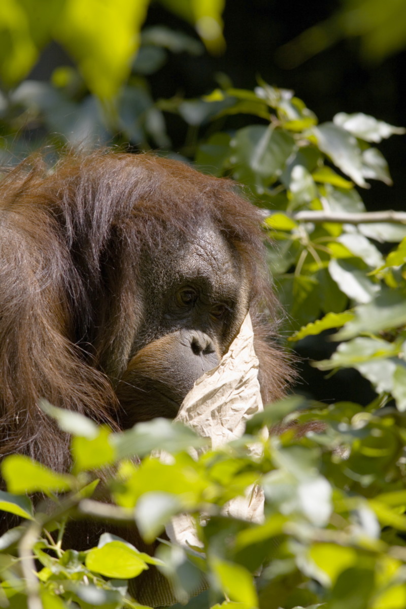 Some Skunk Ape Photos look a lot like an orangutan.