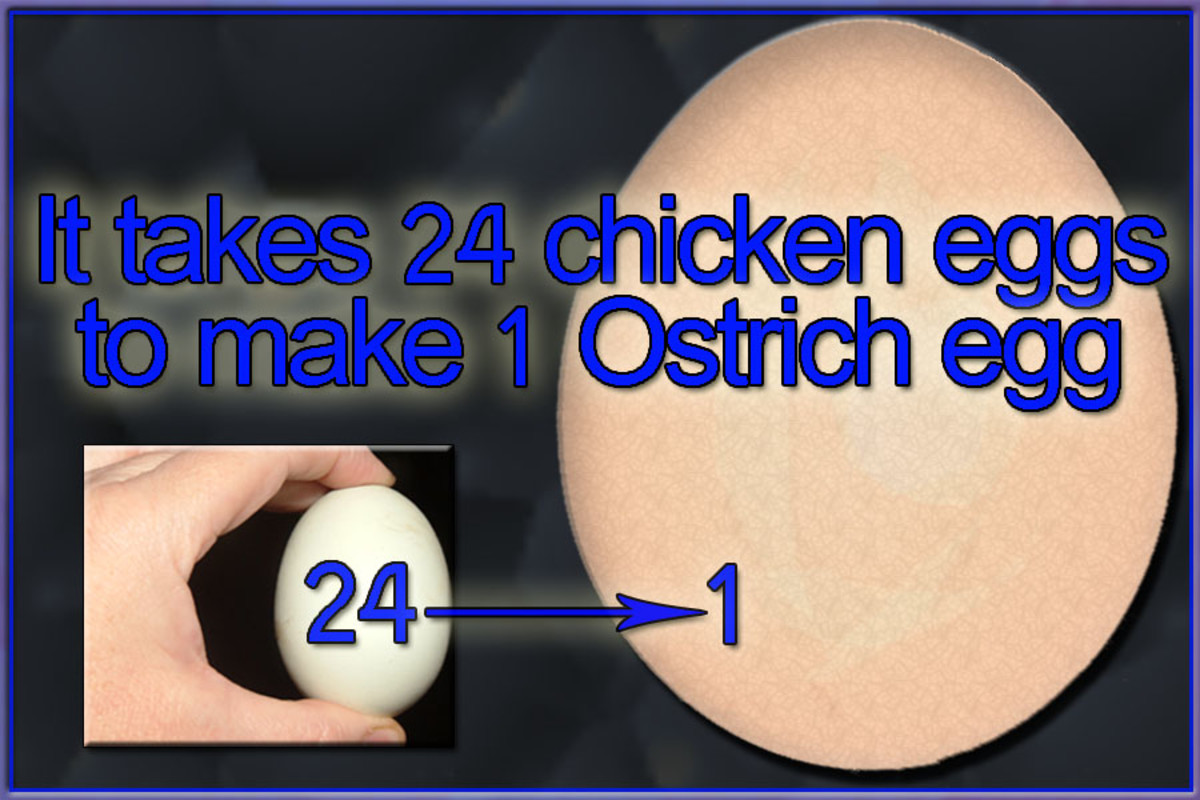 It would take two dozen chicken eggs to make up an ostrich egg!