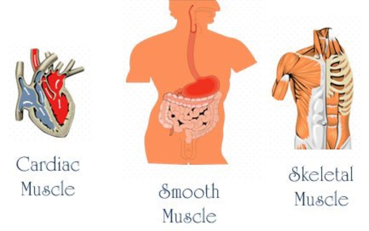 Types of muscle cells: Cardiac, Smooth, and Skeletal