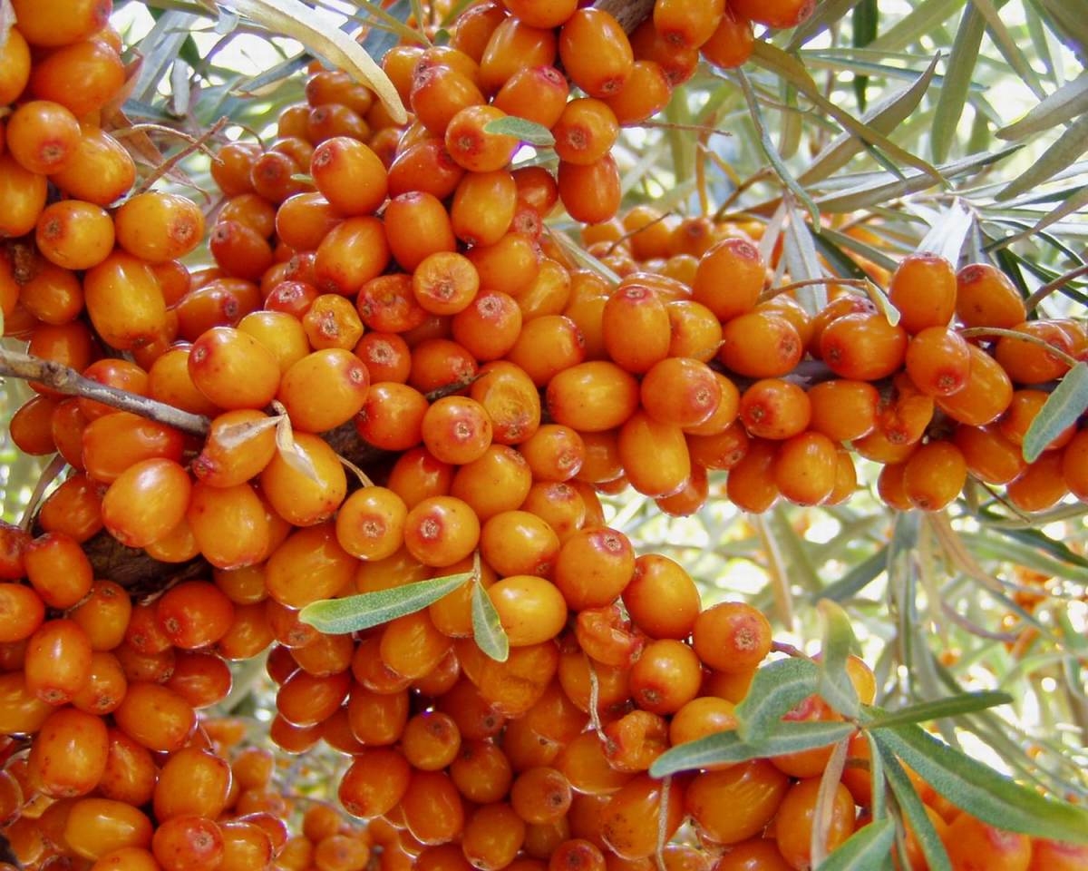 How to Cure Ulcers by Seabuckthorn