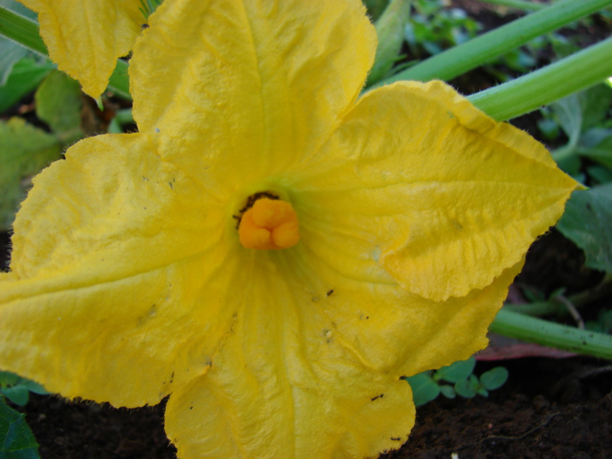 Like bean blossoms, the male and female blossoms of squash plants attract pollinators.