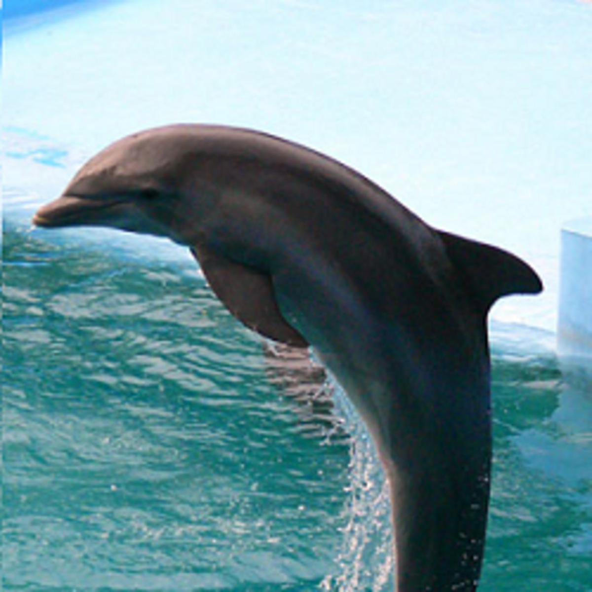 dolphin-facts-for-kids