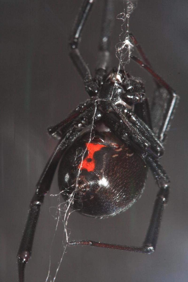 A black widow the photographer found in his house