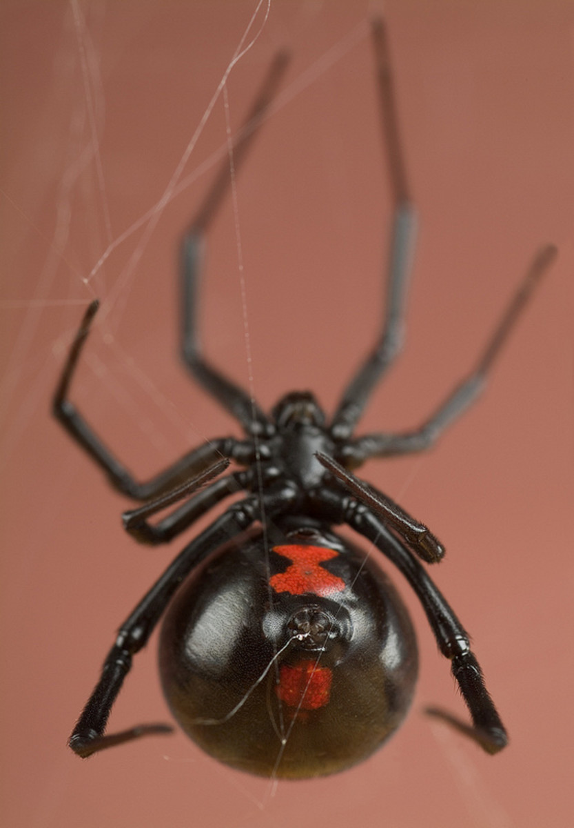 Deadly Spiders: Poisonous or Venomous?