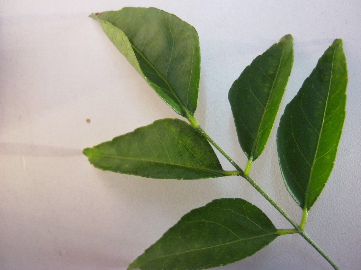 nutritional-and-health-benefits-of-curry-leaves-or-curry-patta