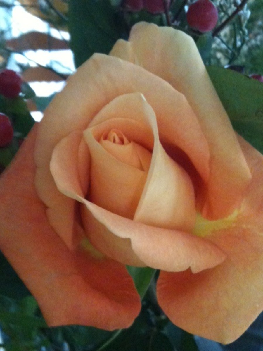 The rose - often symbolized in love poems.