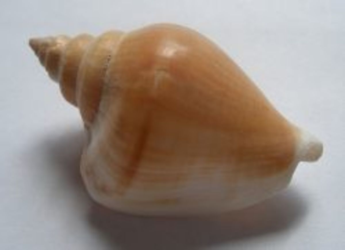 dog conch shell