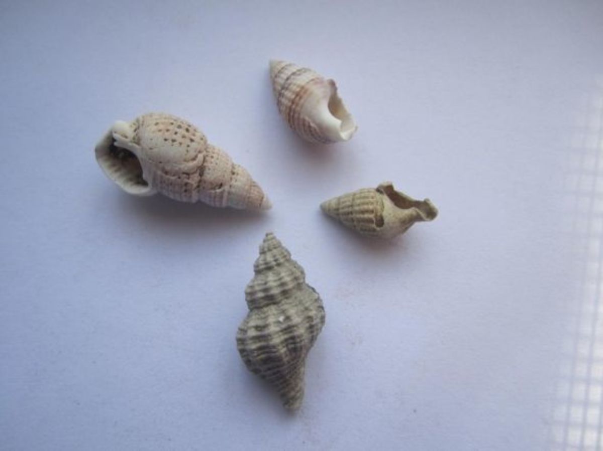 identifying-seashells-beachcombing-collection