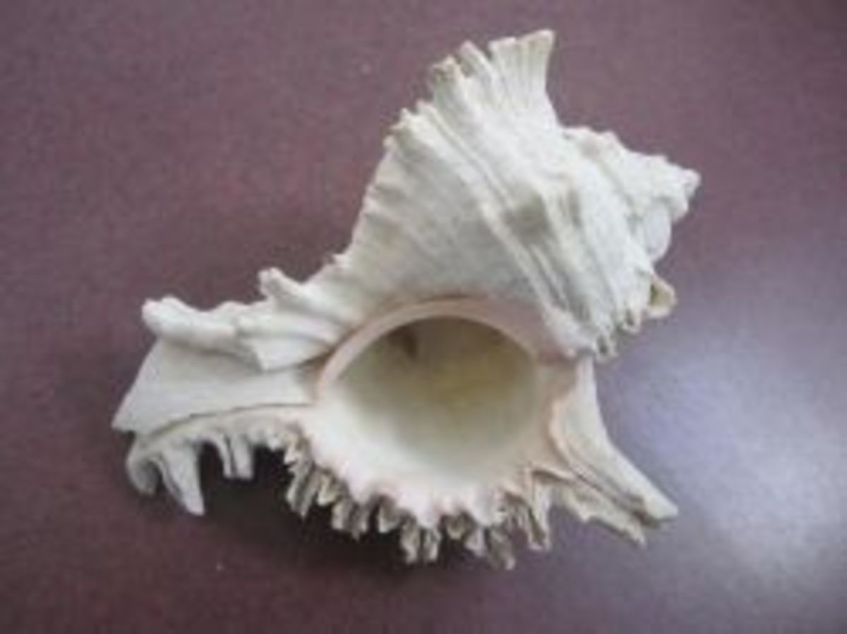 identifying-seashells-beachcombing-collection