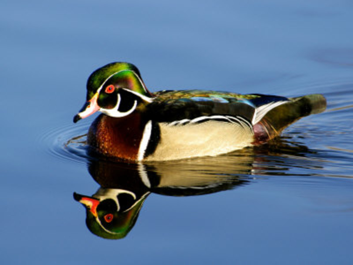 Wood Duck - My favorite duck and probably the most beautiful waterfowl species that can be found out in nature!