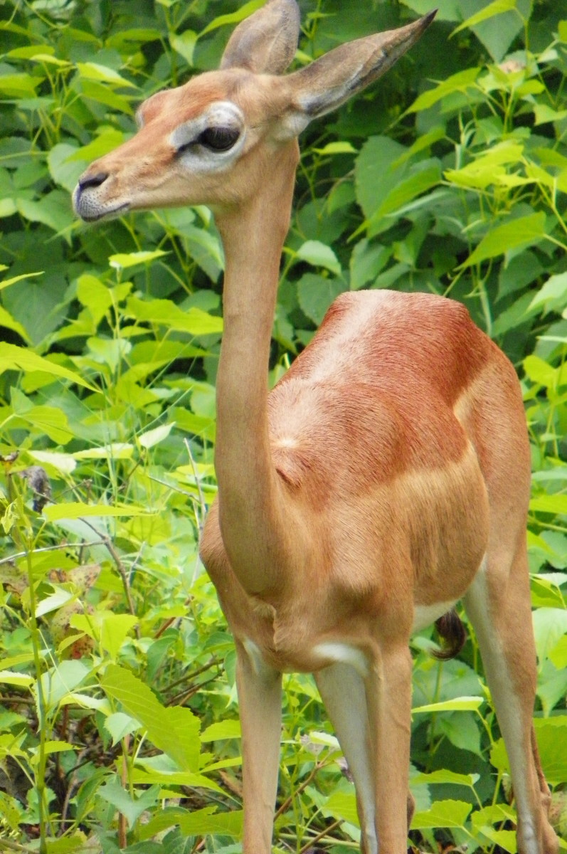 The large ears of the gerenuk lend it its most powerful sense: hearing.