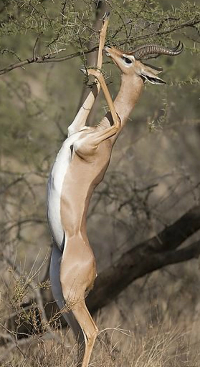 This pose is characteristic of the gerenuk's unusual feeding behavior.
