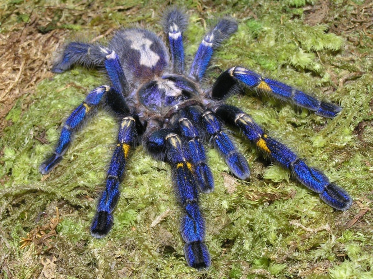 Though no deaths have occurred from tarantula bites, the Poecilotheria metallica's can be very painful.