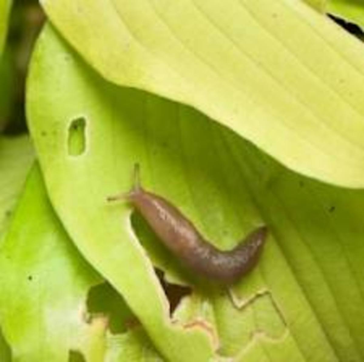 Are slugs eating holes in your hostas?