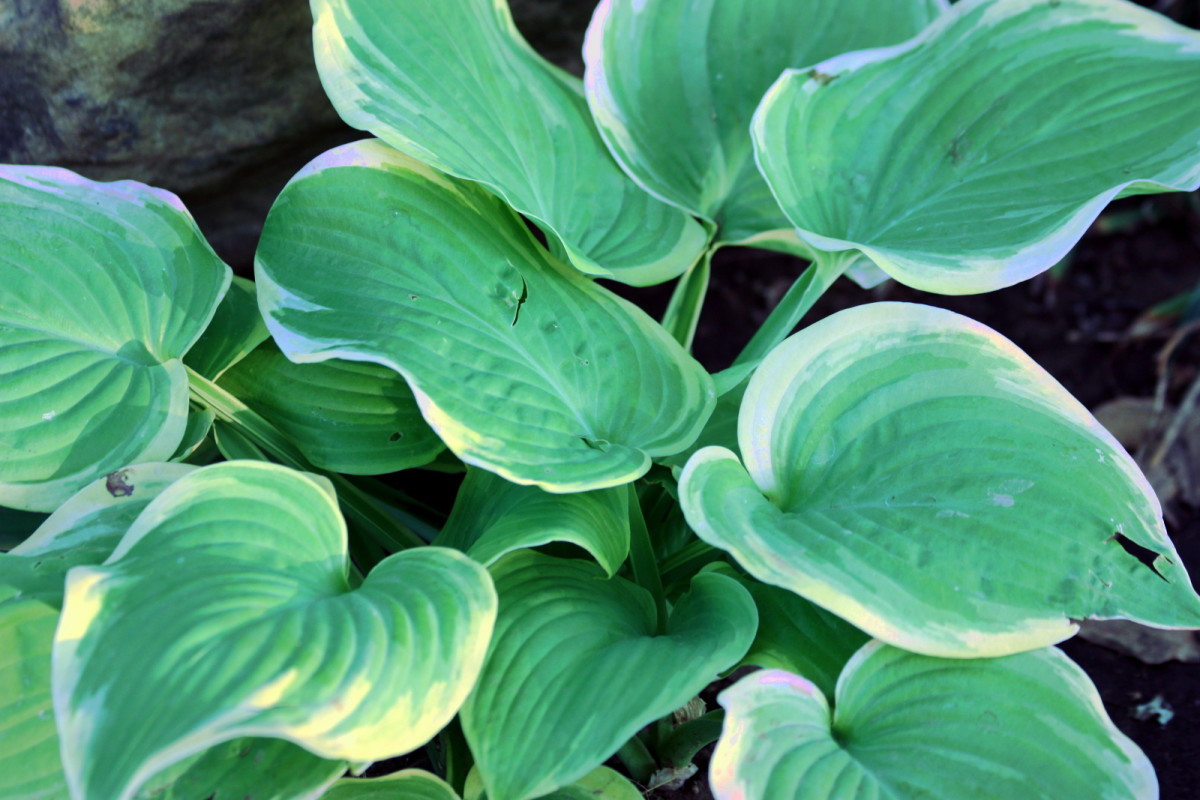 How to Grow Hostas - Beautiful Shade Tolerant Plants