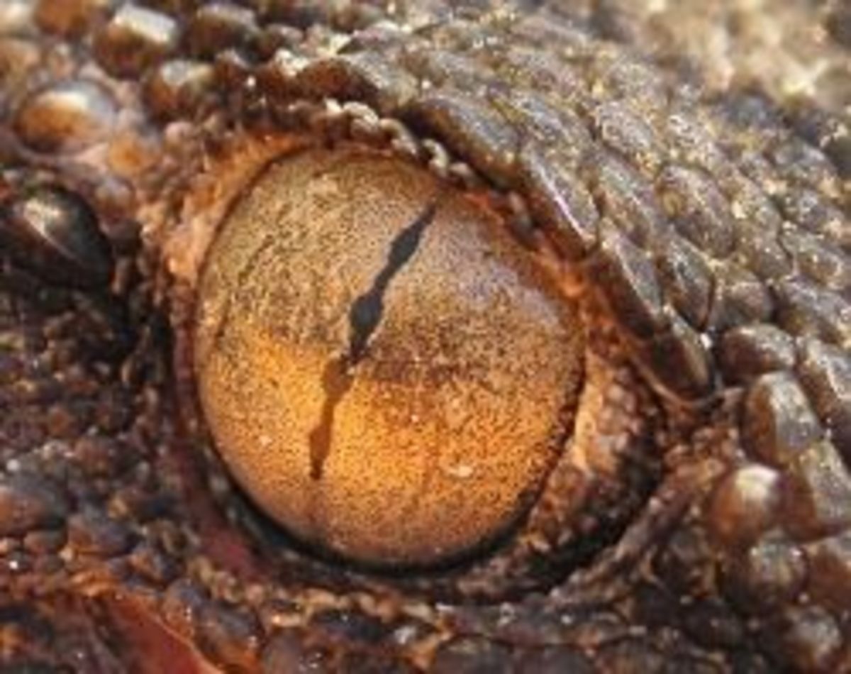 Gecko Eye