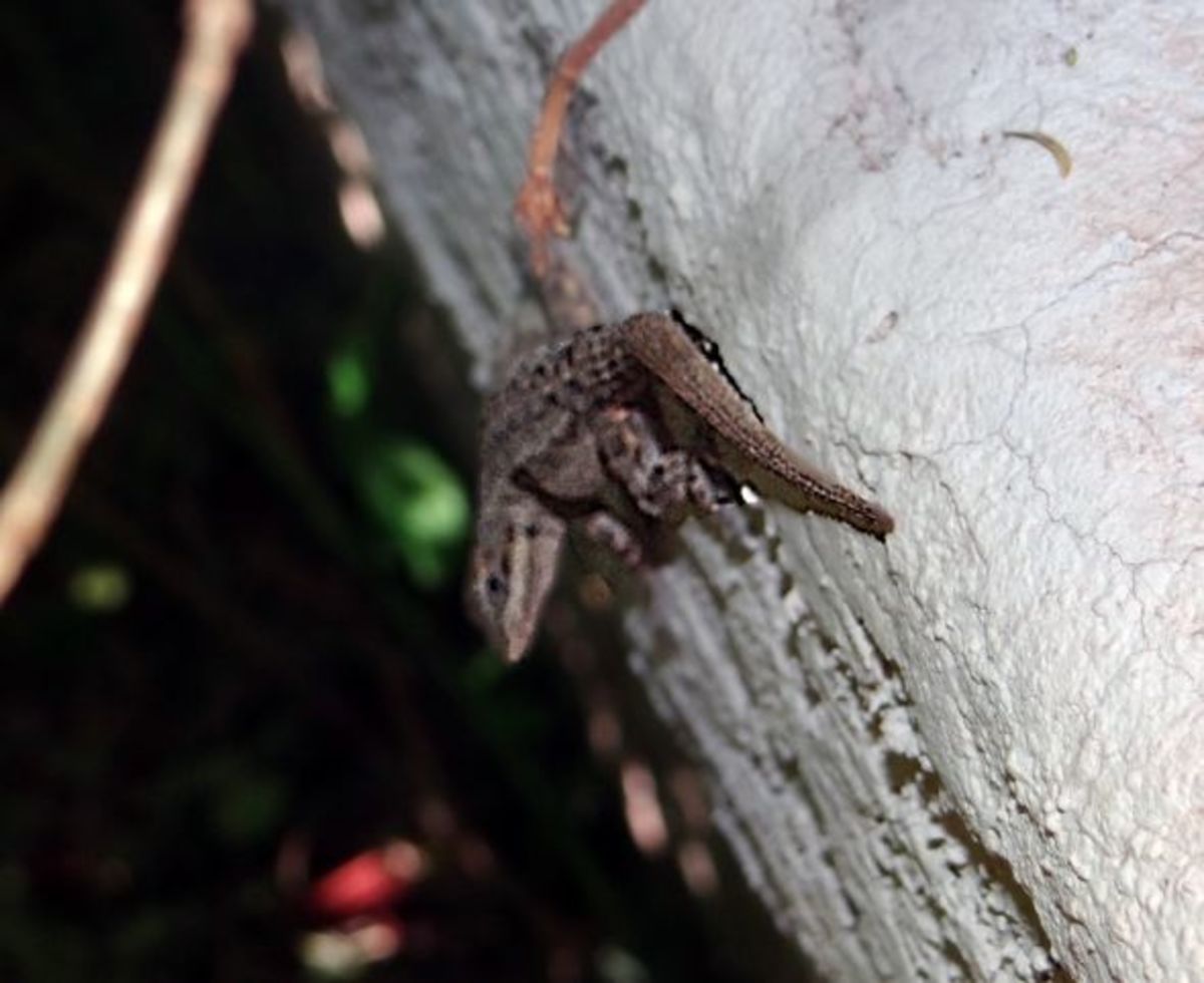 Gecko in the garden