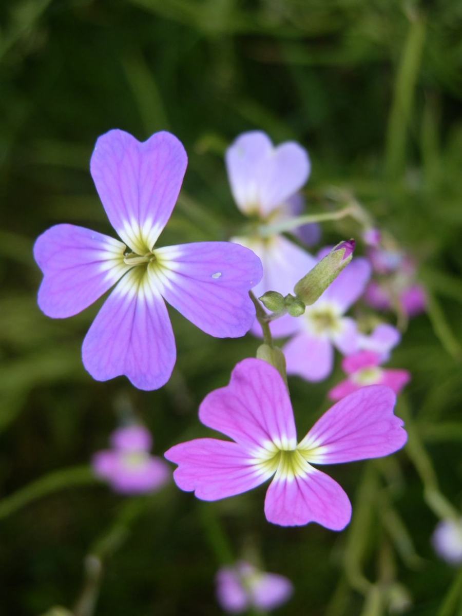 close-up of beautiful Virginian stock flowers