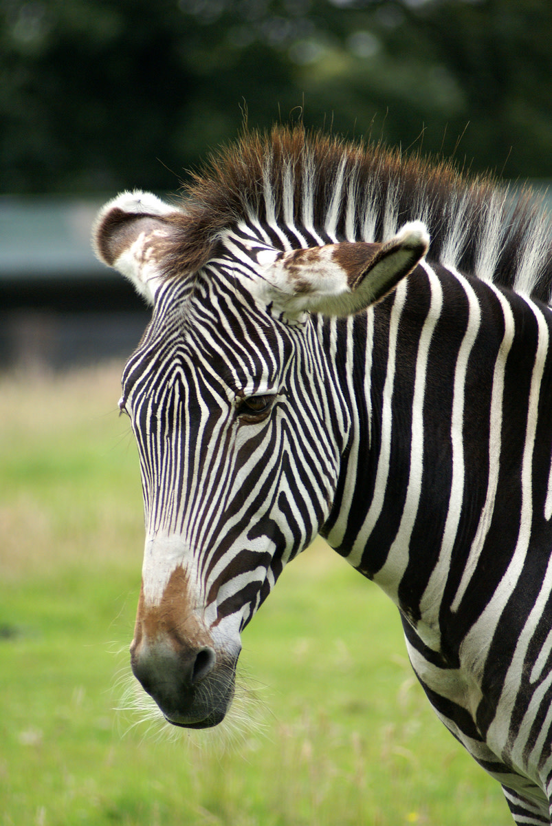 Facts About Zebras For Kids
