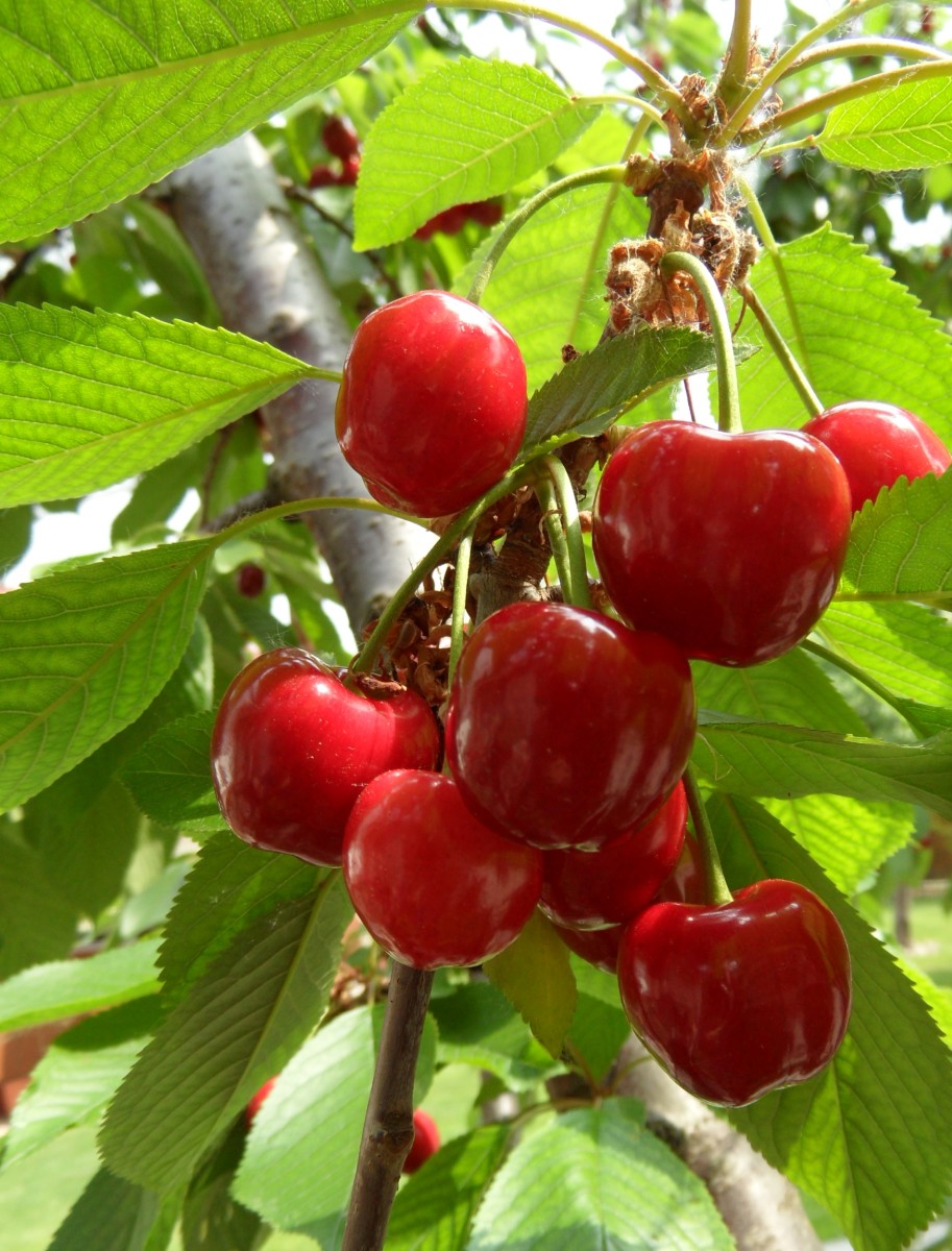 cherries belong to the genus Prunus of which there are many species. Many commercially grown are the sweet cherry variety such as Prunus avium.