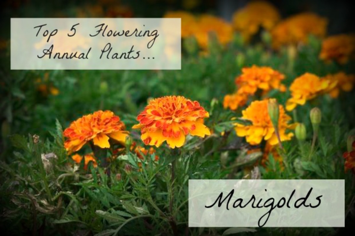 The Best Annual Flowering Plants For Your Garden - Hubpages