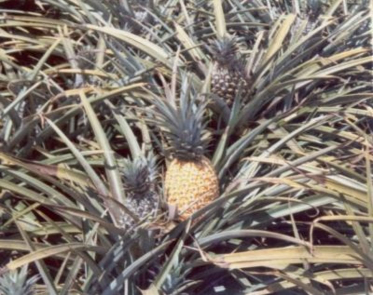 Dole Pineapple Field in Lanai, Hawaii